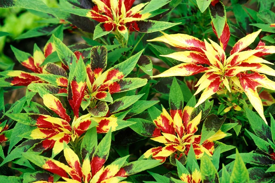 تاخ خروسی سه رنگ - Amaranthus tricolor