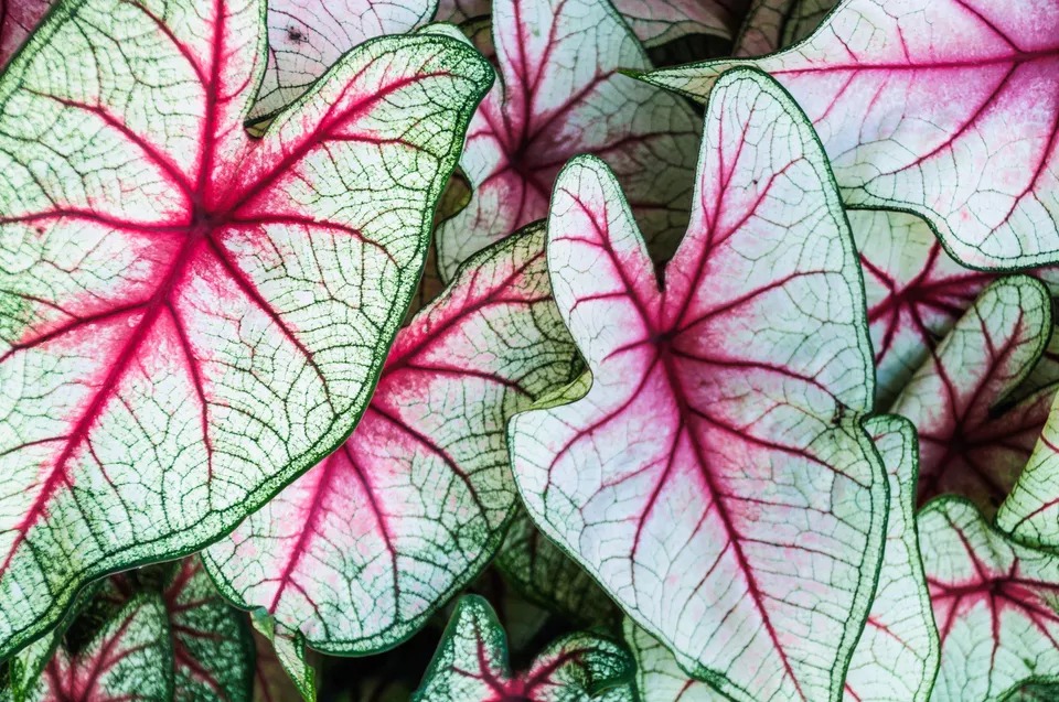 18 گیاهی که زیباترین برگ ها را دارند