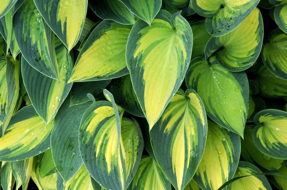 گیاه هوستا یا سوسن پلانتین – راهنمای نگهداری و پرورش