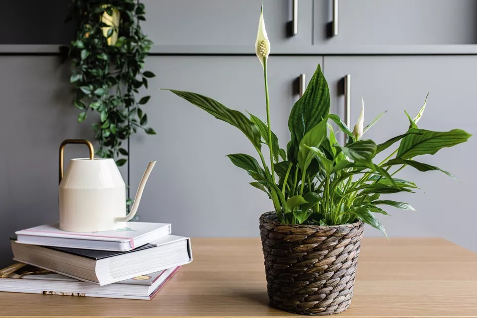گل چمچه ای یا اسپاتی فیلوم – راهنمای پرورش و نگهداری