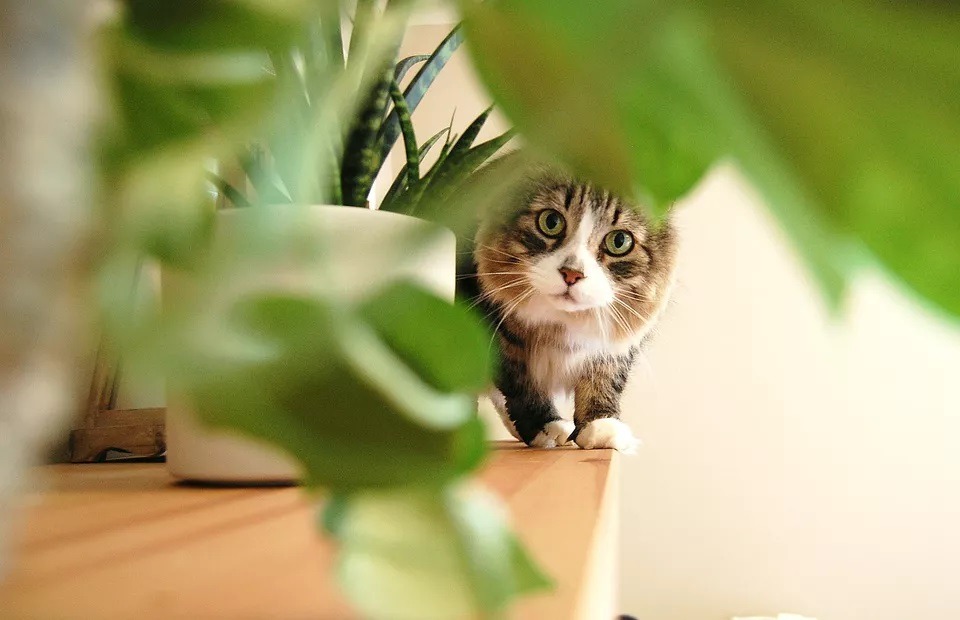 9 گیاه محبوب خانگی که برای گربه ها سمی هستند