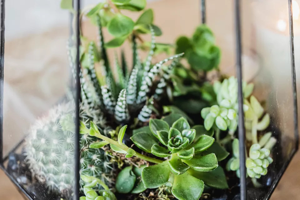 10 گیاه با نگهداری راحت برای تراریوم